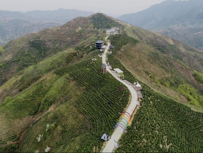 陜西廣電融媒體集團農林衛視助力陜西茶區“以茶興業，以茶富民”