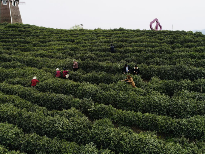 陜西廣電融媒體集團農林衛視助力陜西茶區“以茶興業，以茶富民”