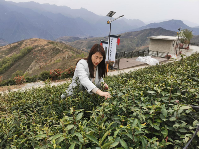 陜西廣電融媒體集團農林衛視助力陜西茶區“以茶興業，以茶富民”